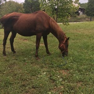 Meet your Posher, Grace